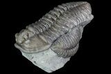 Inflated, , Prone Flexicalymene Trilobite - Ohio #84594-1